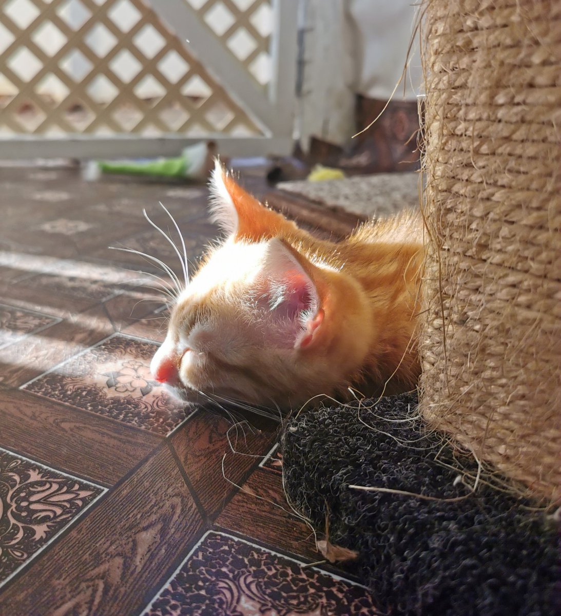 LaraTollner's tweet photo. We're having such a "pawsome" time with our little snuggle buddies for the night! Just a whole lot of fluffy cuteness! 🐾 @TEARSwelfare #tearssleepathon2020 #shelterpetscuddlebetter https://t.co/RgwCyKzmRG
