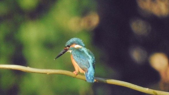 Common kingfisher
@Wildlife @DiscoveryIncTV <a href="/AnimalPlanet/">Animal Planet</a> <a href="/NatGeo/">National Geographic</a>
<a href="/NatureIn_Focus/">Nature inFocus</a> #IndiAves #birdphotography #birding #wildlife <a href="/Avibase/">Avibase (Denis Lepage)</a> <a href="/IndiAves/">IndiAves</a> <a href="/MacaulayLibrary/">Macaulay Library at the Cornell Lab</a> <a href="/phoducation/">Phoducation</a> #WonderfulWildlife <a href="/52frames/">52Frames</a> 

youtu.be/1IEWiHhkH14