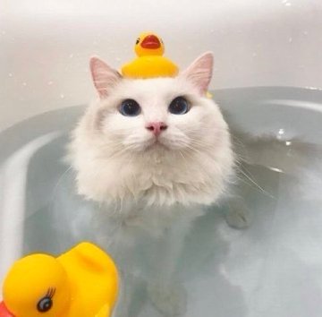 ShouldHaveCat's tweet photo. https://t.co/lOOfUvcymv