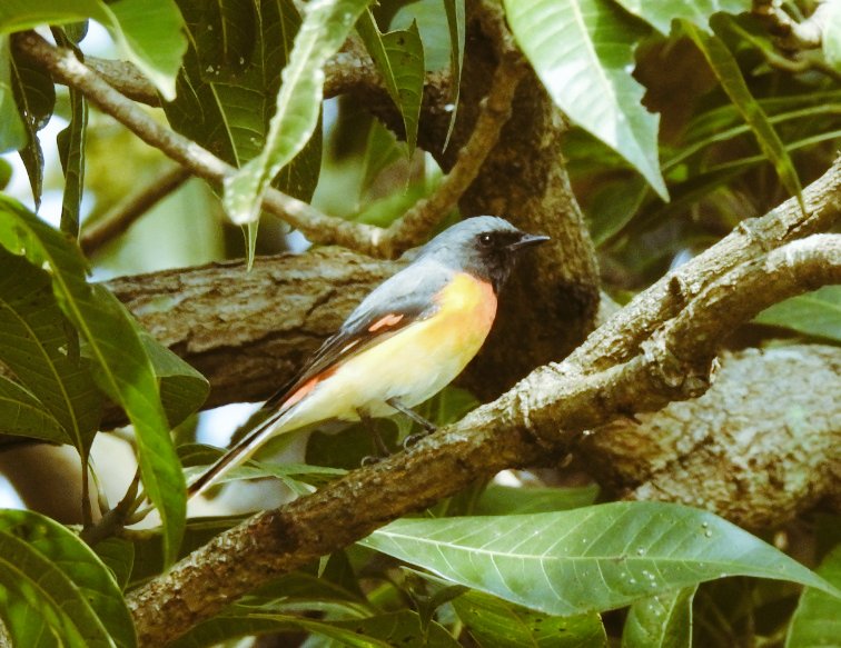 Small Minivet
<a href="/Wildlife/">wildlife</a> @DiscoveryIncTV <a href="/AnimalPlanet/">Animal Planet</a> <a href="/NatGeo/">National Geographic</a>
<a href="/NatureIn_Focus/">Nature inFocus</a> #IndiAves #birdphotography #birding #wildlife <a href="/Avibase/">Avibase (Denis Lepage)</a> <a href="/IndiAves/">IndiAves</a> <a href="/MacaulayLibrary/">Macaulay Library at the Cornell Lab</a> <a href="/phoducation/">Phoducation</a> #WonderfulWildlife <a href="/52frames/">52Frames</a> 

youtu.be/1IEWiHhkH14
