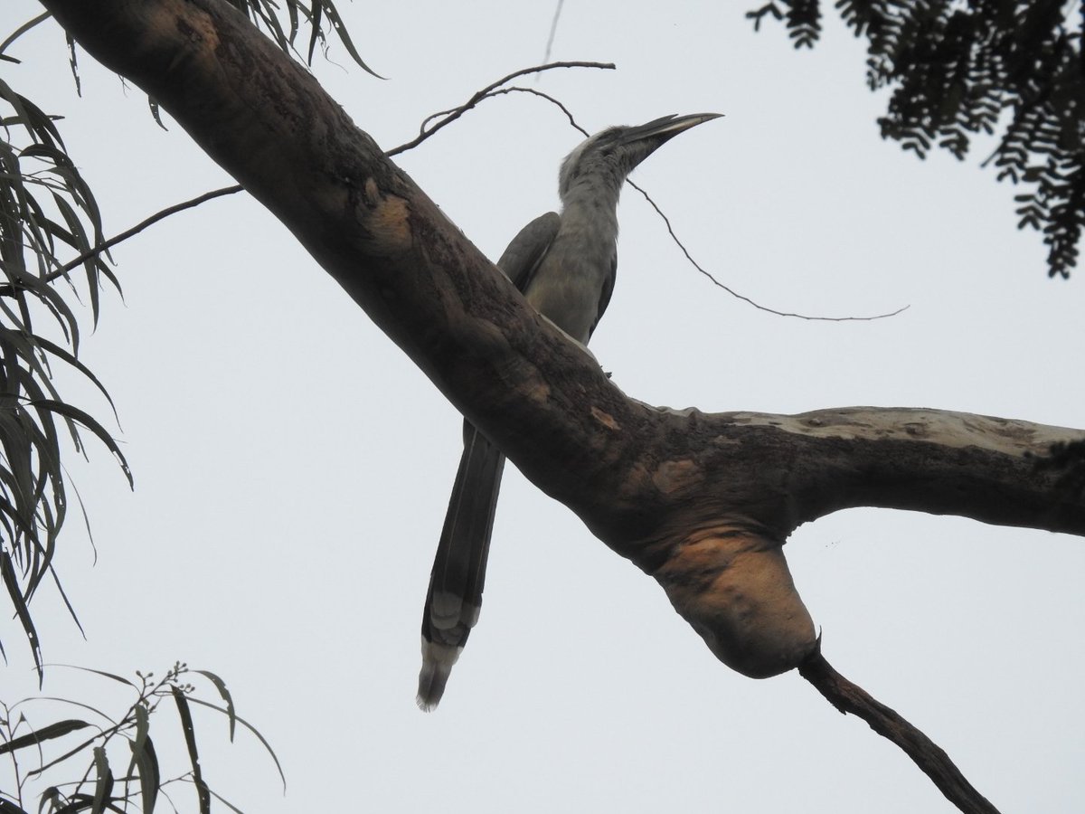 Indian gray hornbill
<a href="/Wildlife/">wildlife</a> @DiscoveryIncTV <a href="/AnimalPlanet/">Animal Planet</a> <a href="/NatGeo/">National Geographic</a>
<a href="/NatureIn_Focus/">Nature inFocus</a> #IndiAves #birdphotography #birding #wildlife <a href="/Avibase/">Avibase (Denis Lepage)</a> <a href="/IndiAves/">IndiAves</a> <a href="/MacaulayLibrary/">Macaulay Library at the Cornell Lab</a> <a href="/phoducation/">Phoducation</a> #WonderfulWildlife <a href="/52frames/">52Frames</a> 

youtu.be/1IEWiHhkH14