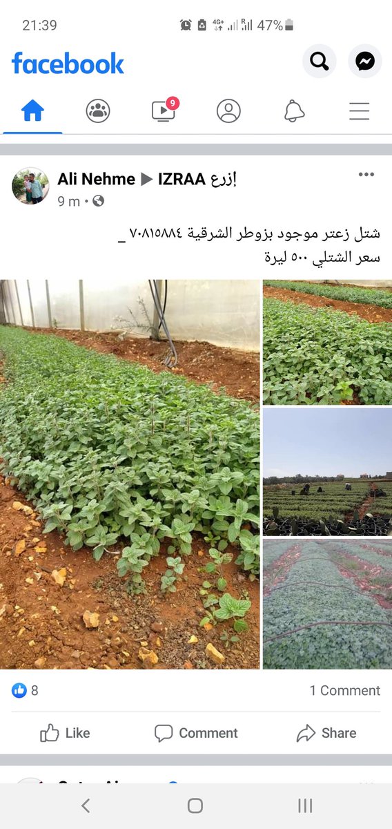 حيط واحد تجميلي من يللي بيحبو يعملو البلديات كفيل يكفي كل مشاعات البلدة زعتر