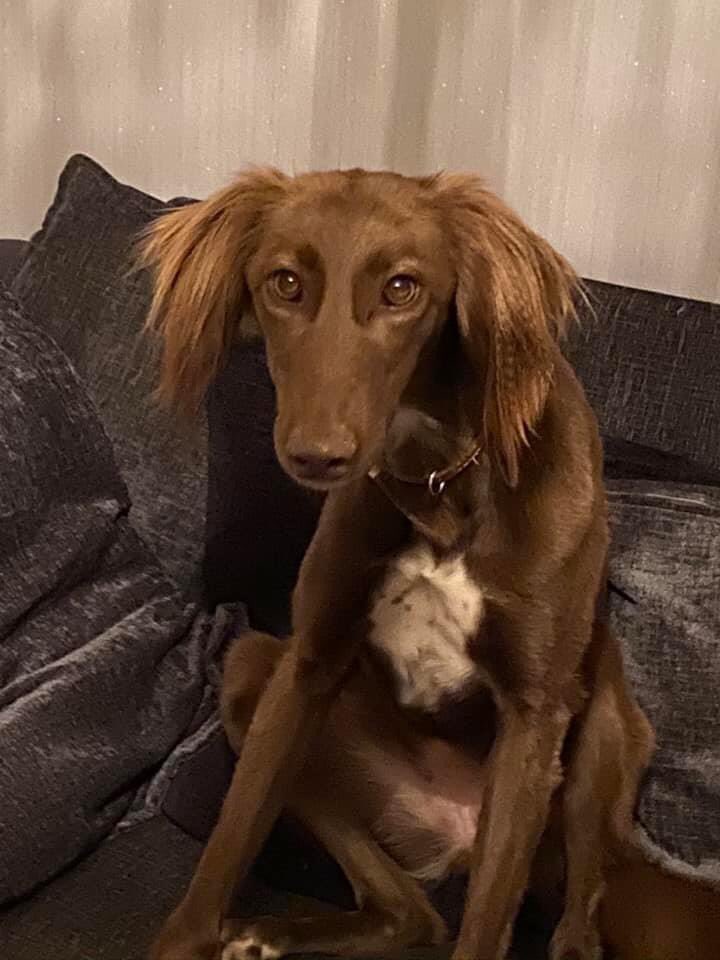 KarenFi51820768's tweet photo. #Rosey went missing in #Hewish #Somerset 22nd August we had one sighting of her on the same day. The area we live in is crewkerne Somerset TA18 which is very close to Hewish.She has a big scar on her chest She is registered with Doglost My Telephone No: 07979781508 bring her home https://t.co/4xajE5kODt