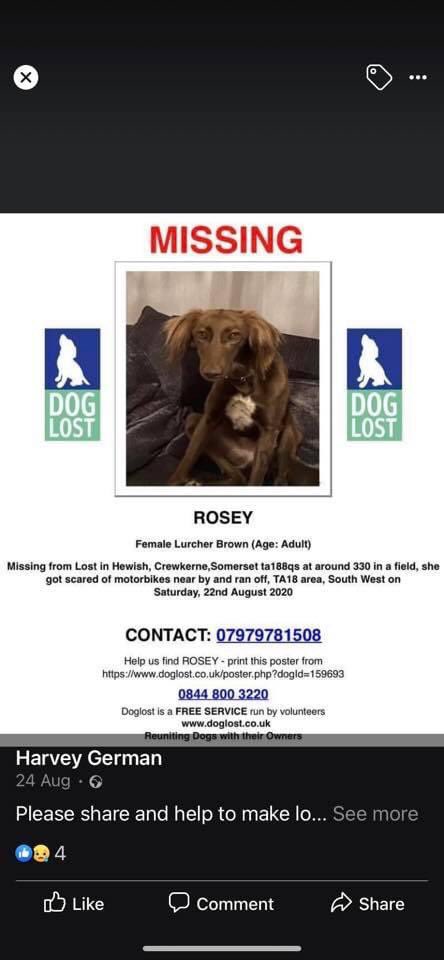 KarenFi51820768's tweet photo. #Rosey went missing in #Hewish #Somerset 22nd August we had one sighting of her on the same day. The area we live in is crewkerne Somerset TA18 which is very close to Hewish.She has a big scar on her chest She is registered with Doglost My Telephone No: 07979781508 bring her home https://t.co/4xajE5kODt