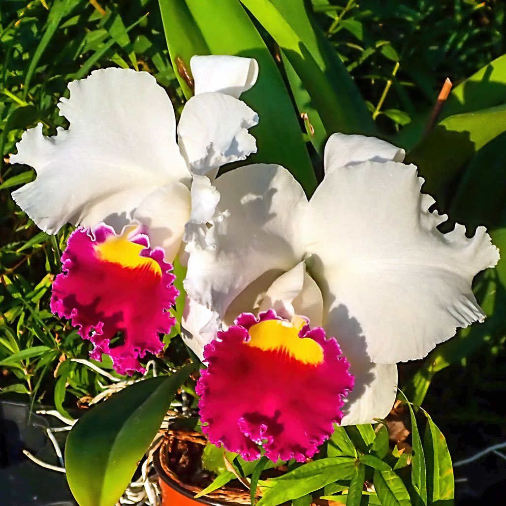 GroRaOrchideen's tweet photo. Lc. Me Lady Fair „Taida Beauty“ 🌺🤍
.
.
.
.
.
#grossraeschenerorchideen #orchideen #orchids #orchidlover #orchideenliebe https://t.co/fRpBsd1oac
