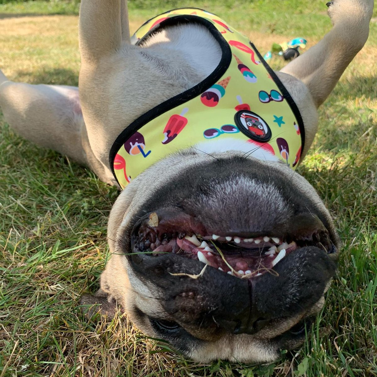 ouiouifrenchie's tweet photo. Turn that frown upside down! #staypositive #staysafe 

📷 : @cooper_thedutchfrenchie

Designed for compact breeds like #frenchbulldogs #bostonterriers #pugs and #corgis 🐶⁣ https://t.co/b3vX2wRXLE ⁣⁣⁣⁣⁣⁣⁣ https://t.co/iFRCM16B53