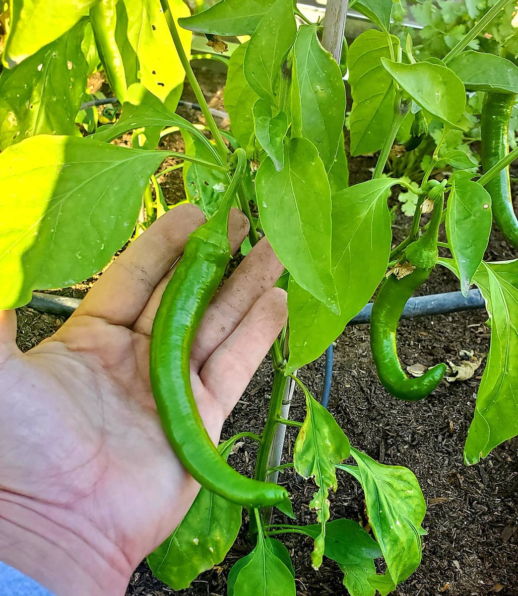 SeedsNow's tweet photo. Are you even gardening if you aren't growing #peppers? 📸:@az_okiegarden #spicy #salsagarden

Get yours for your next garden! 🌶️ https://t.co/4GZlbZmu6e https://t.co/ol61PUvDhr