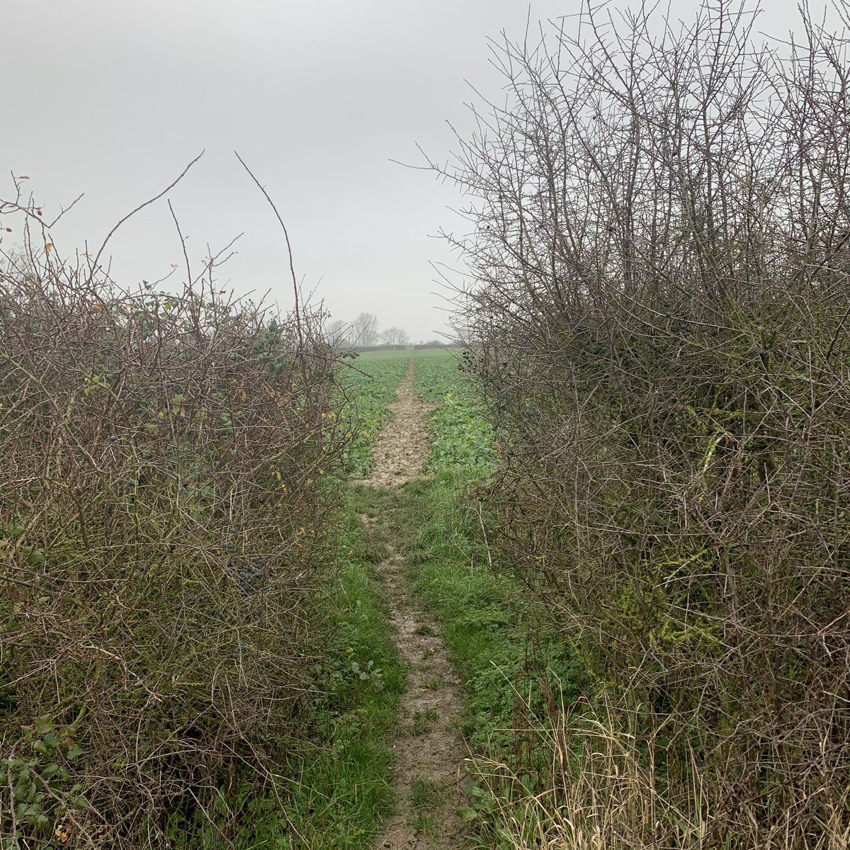 jredden's tweet photo. 40km. Wet and very muddy which made the route hard going. Insoles are beyond salvage - like concrete - last 10km was painful.
Breakdown: 50% cross country, 25 % trails, 24% roads, 1% shopping for chocolate halfway round!
#40KRun #TrailRun #LongSlowRun @ Oxfordshire https://t.co/n3NnFilMTY