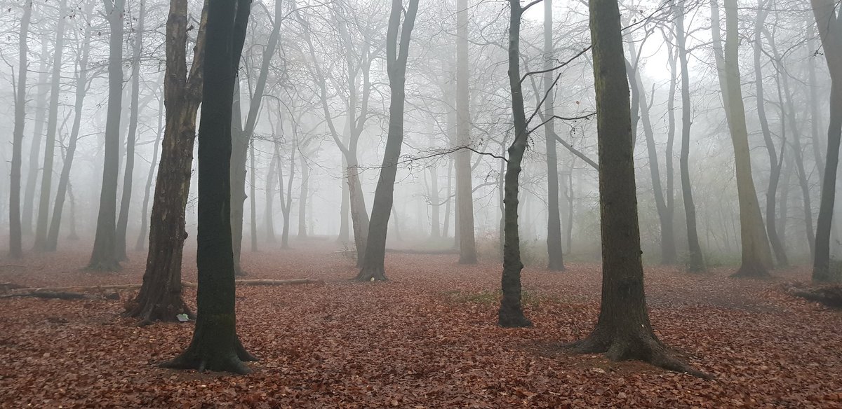 Theres a touch of fog around  @WarleyWoods1 today...