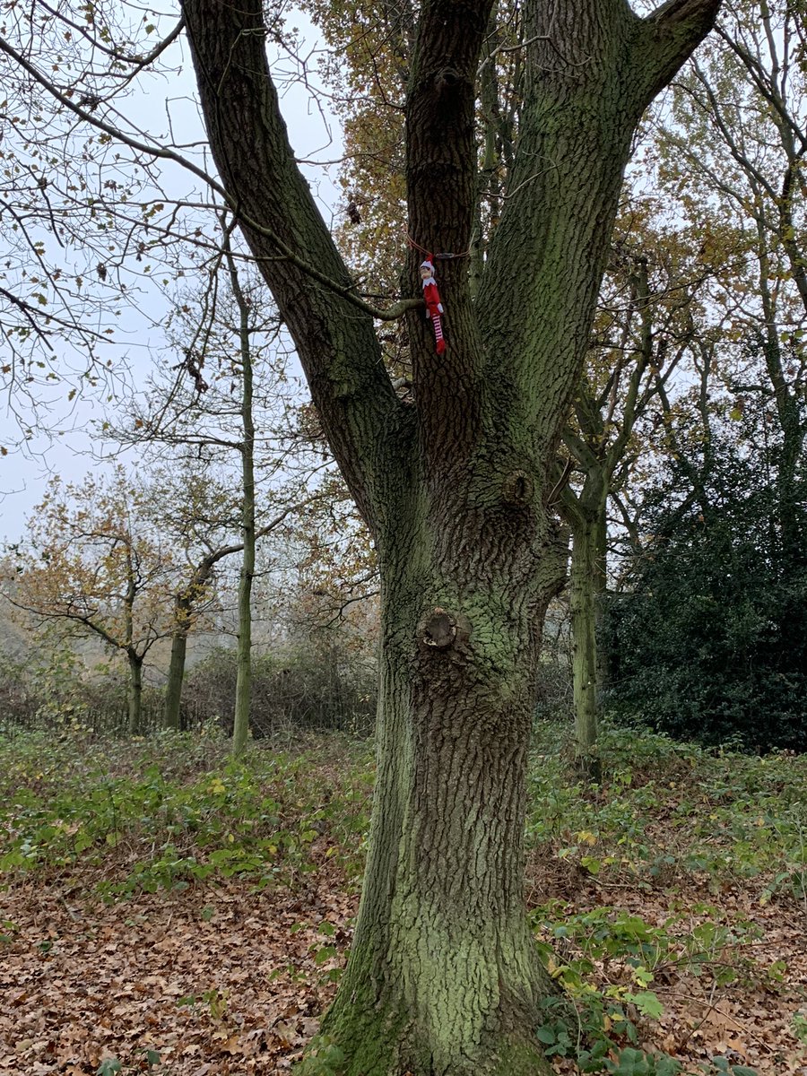 VivianSale's tweet photo. Any of my nursery/reception friends been to Beccles common today and seen a naughty elf? @AlbertPyeRavens @AltInstitute #Howdidyougetupthere https://t.co/Zwd4zYmafh