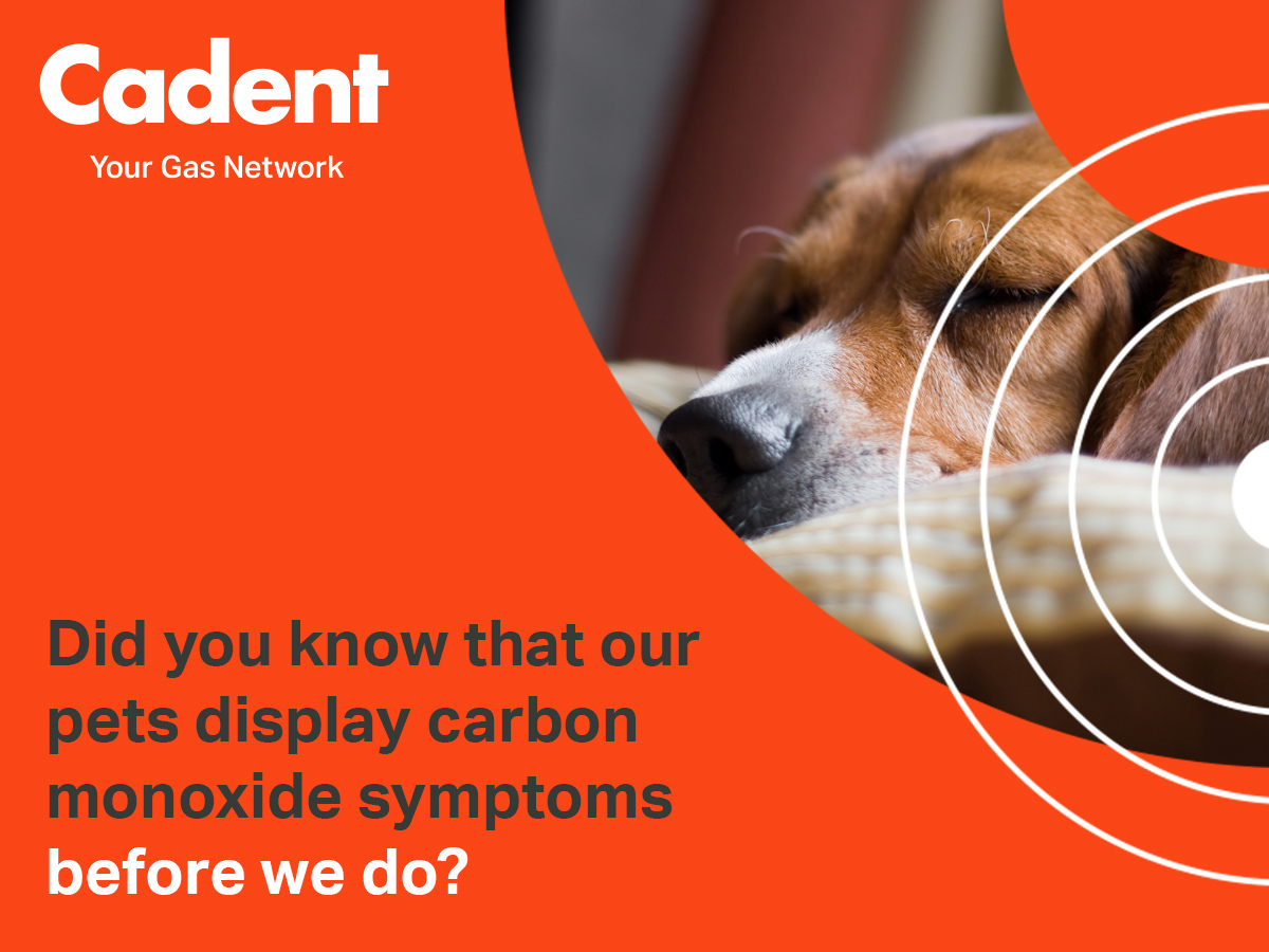 🐶🐱Did you know pets are often the first to show signs of Carbon Monoxide poisoning?

The smaller an animal or a person is, the faster they’ll be affected. 

#COAwarenessWeek Cadent