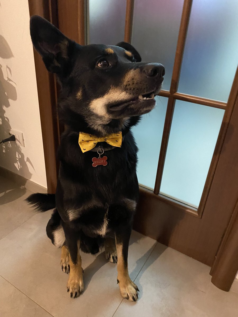 ShadesOfWhisky's tweet photo. Guardatelo che bello 🥰🥺 https://t.co/cM3m4Dg192