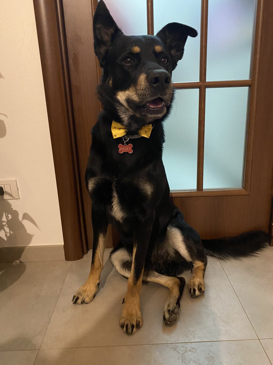 ShadesOfWhisky's tweet photo. Guardatelo che bello 🥰🥺 https://t.co/cM3m4Dg192