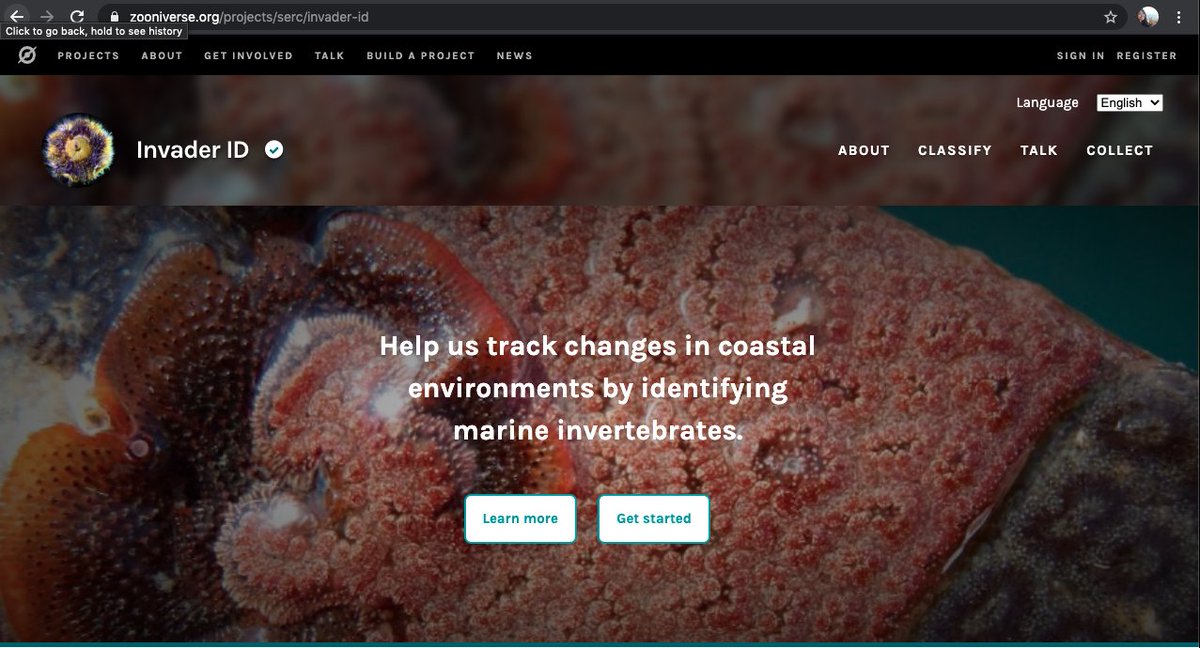 SERCinvasions's tweet photo. #CitizenScienceSaturday Thanks to our 3000+ volunteers, we've made almost 69,000 identifications on our #InvaderID panels in FY2020! If you'd like to help us track changes in coastal environments by IDing marine inverts, check out our #Zooniverse website: https://t.co/1pqgiiuZKS https://t.co/xtJ4wsPvxE