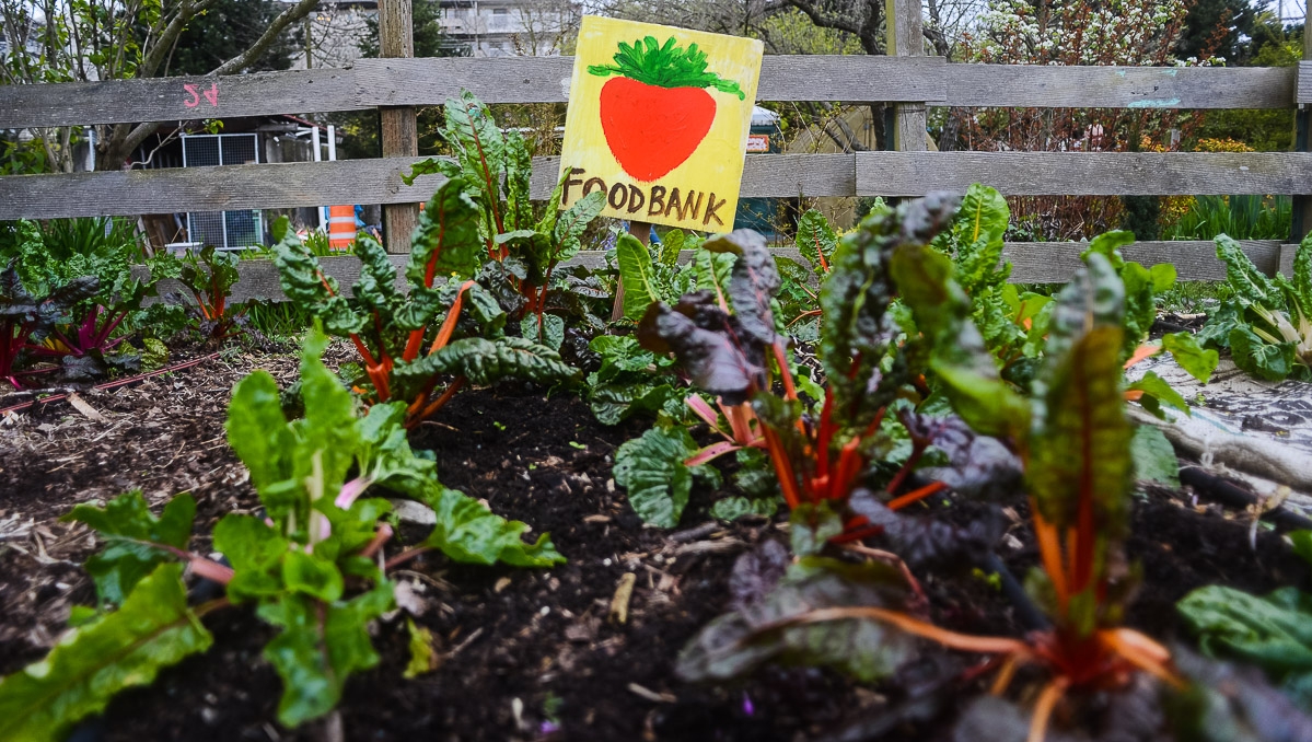 Do you love community gardens and preserving green space? So do we! We’re a nonprofit on a mission to build healthy and diverse communities by advocating for Seattle’s 89 P-Patch Community Gardens. #GivingTuesday