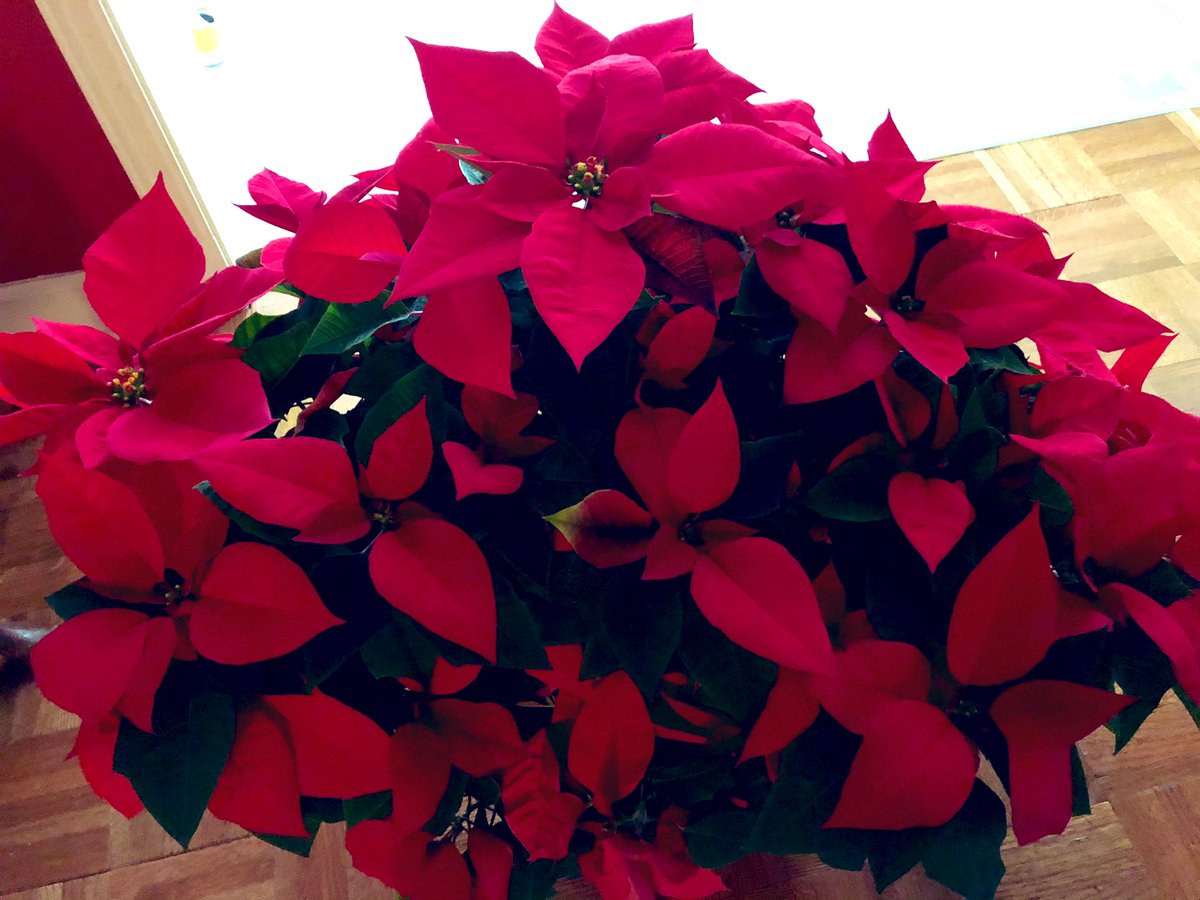 KimHunterReed's tweet photo. Gorgeous! Tis the season to hit the @LSUAgCenter poinsettia sale. #SpreadingThatCheer #ThanksTigers https://t.co/U2XkCp6vnQ