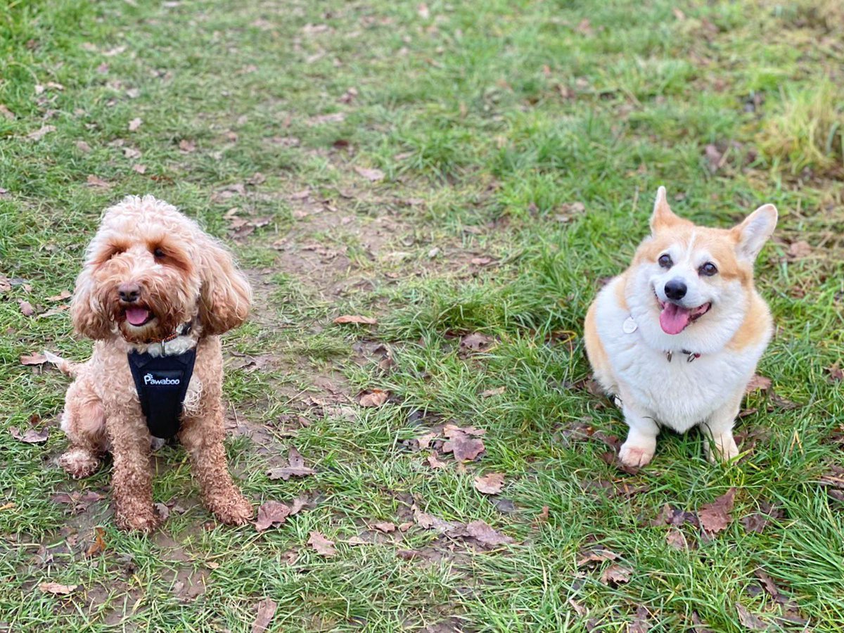 lilymoocockapoo's tweet image. Socially distanced walk with my bestie, Bobby😍