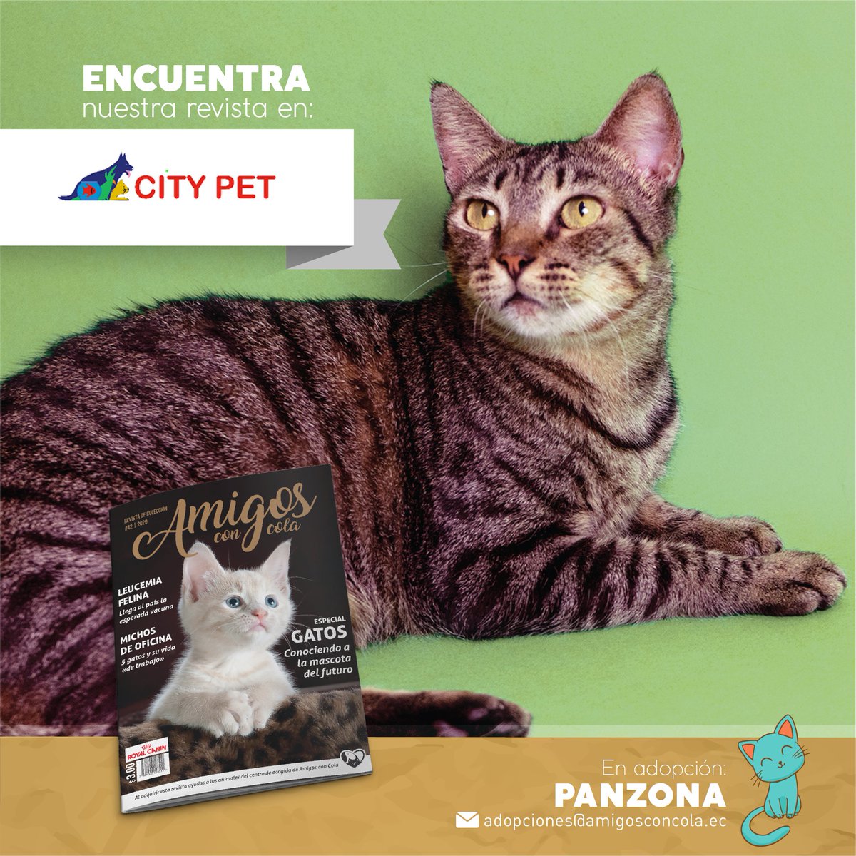 AmigosconCola's tweet photo. Panzona que también está en adopción en @amigosconcola_  aparece por aquí para recordarles que pueden adquirir la revista en todas las tiendas City Pet a nivel nacional. https://t.co/Z92Ueyt2hv
