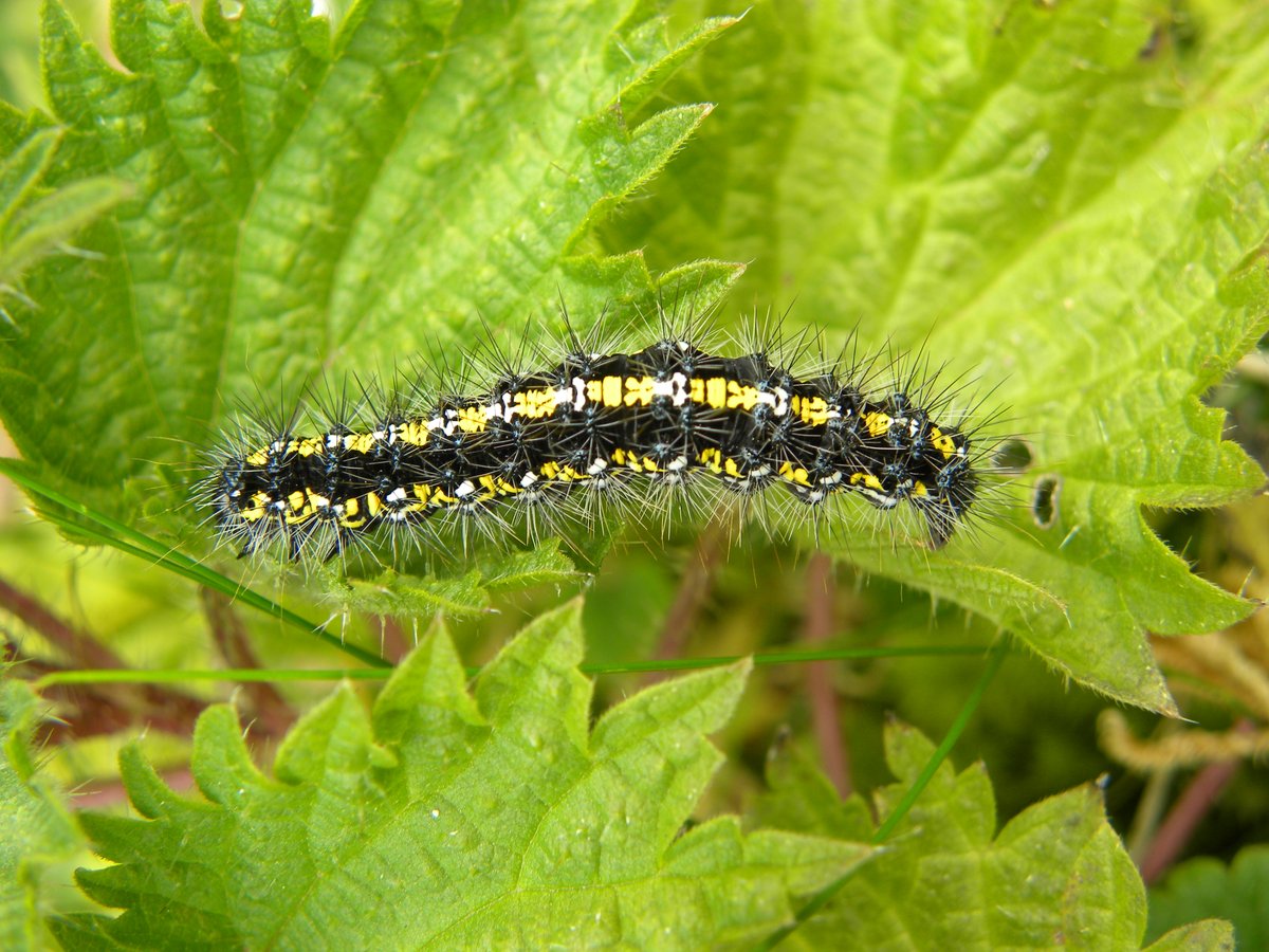esbriolat's tweet photo. Great to see the #caterpillar ♥️  with #ACaterpillarWeekend  - so many gorgeous colours and patterns! Joining in with a few favourites: dark tussock, scarlet tiger &amp; garden tiger https://t.co/x7OPjAa8mg