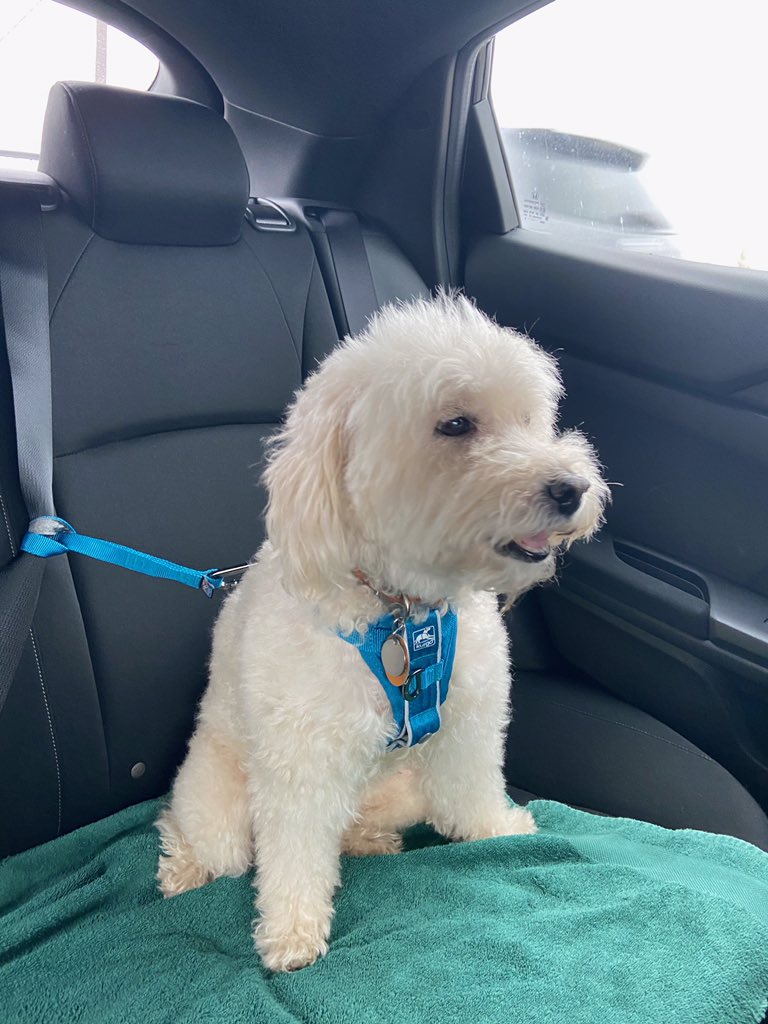 Glovey_Chron's tweet photo. Yesterday: Was all ready for an outing... and then they took me to the vet. 😔 https://t.co/kRvm77B4md
