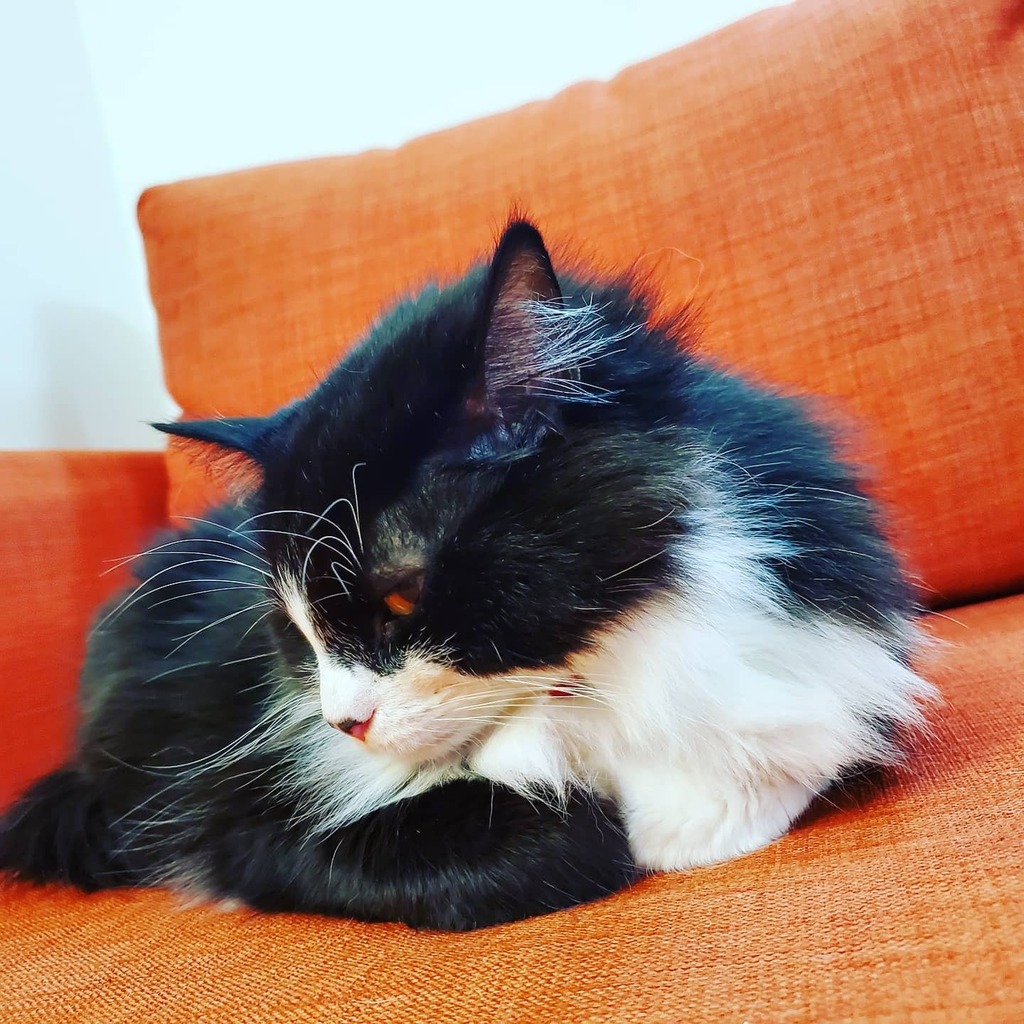 MrMistofflees's tweet photo. Still annoyed https://t.co/AKKVOEfqxh https://t.co/mMlONpWbxf