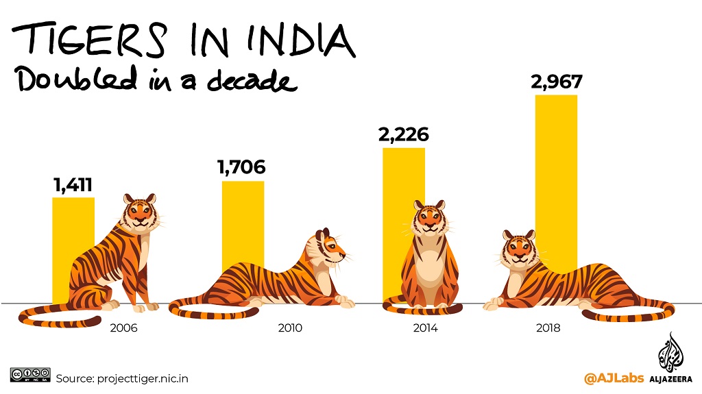 Wildlife revival: As mountain gorillas number more than 1,000 and India's tiger populations rebound, conservation efforts reap rewards aje.io/tqa92