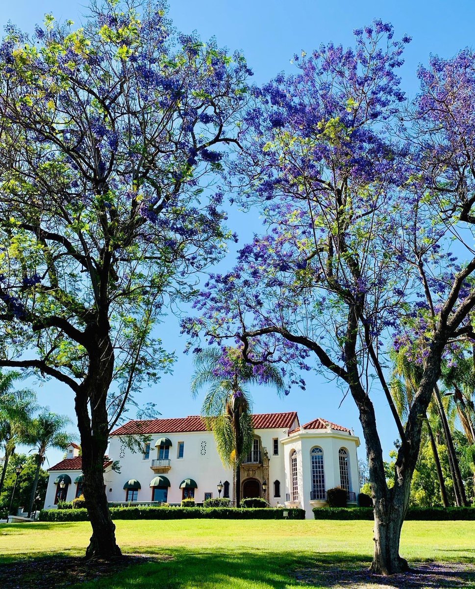 ShanonDrayton's tweet photo. @KTLAWeekendAM @LynetteRomero @mester_mark @libertechan @DaynaDevon @KTLA @ReeseW @mindykaling Walter and Adella Muckenthaler built the mansion in 1924 atop this hill in Fullerton.
In 1965, their son Harold Muckenthaler donated the mansion and the surrounding 8.5 acres to the city. #muckcc https://t.co/k3THwnA3vA