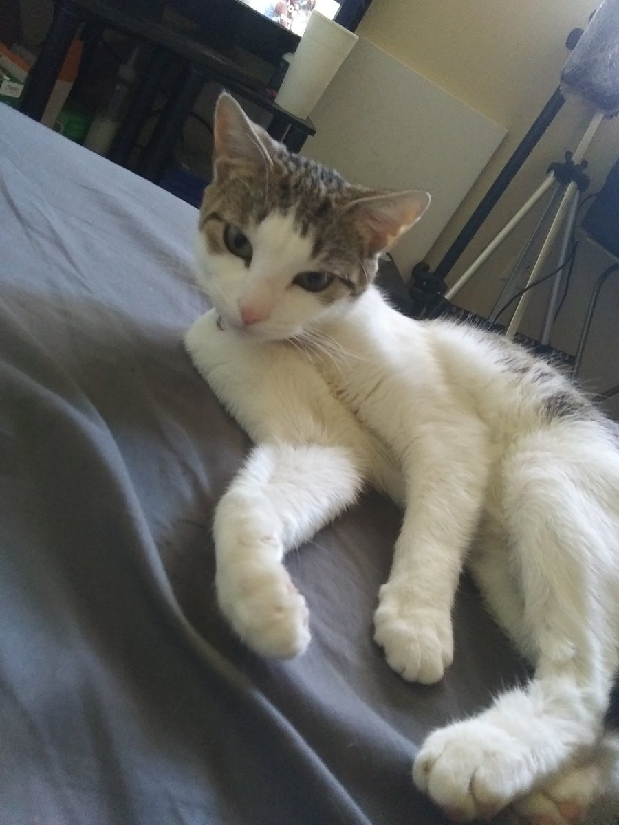 itsartbynina's tweet photo. Taking a moment to appreciate my baby Xina 😍❤ ok now back to work 😇 
#CatsOfTwitter #kitty https://t.co/Hx8WK9Yrw5