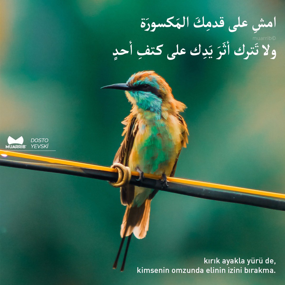 Porno Natalya Rogoza Onlayn talabalar pornosini boshlash