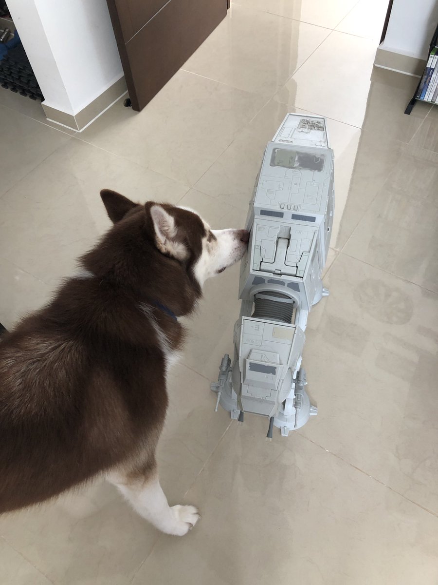 My dog Bart sometimes think that the AT-AT is a dog haha #starwars #husky #atat #vintagetoys #retro #retrotoys https://t.co/JR558Yj3bl
