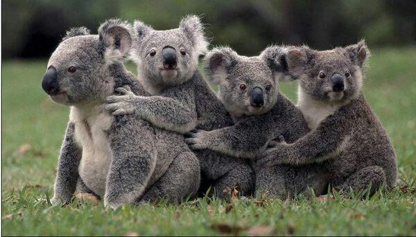 hashtag ﺍﻟﻜﻮﺍﻻ na twitteru