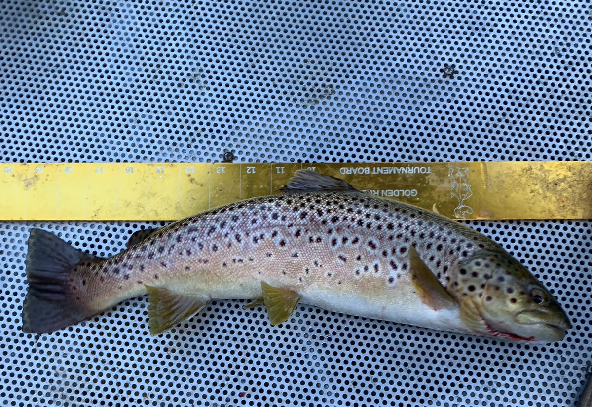 MrsMarkRoberts's tweet photo. Lovely day on the White. #trout #browntrout #whiteriver #fish #fishing #fisharkansas #norfork #arkansas https://t.co/BdDKtc59jU