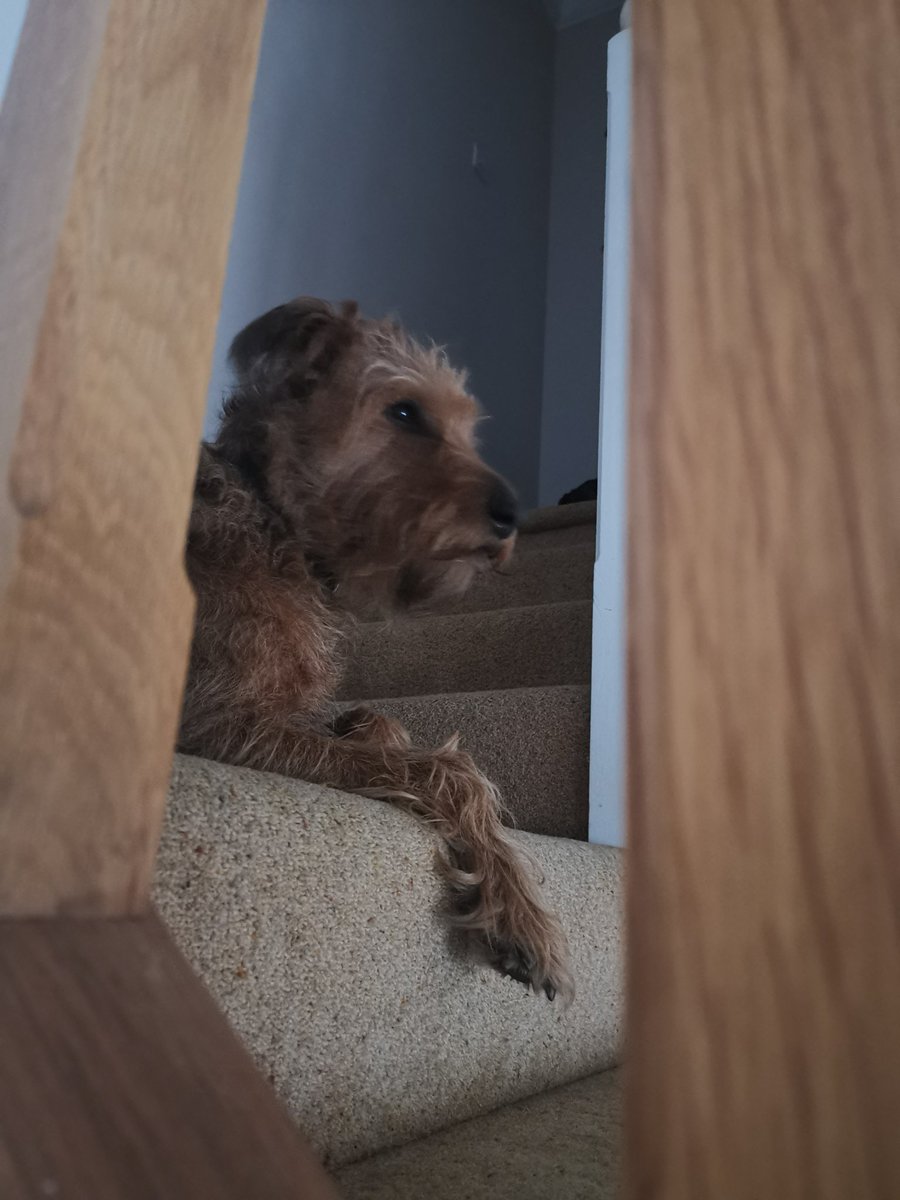 Just heard the postman get up 8 miles away. We move up to DEFCON5 on incoming letterbox attack in T-3 hours 🐾👀☘️