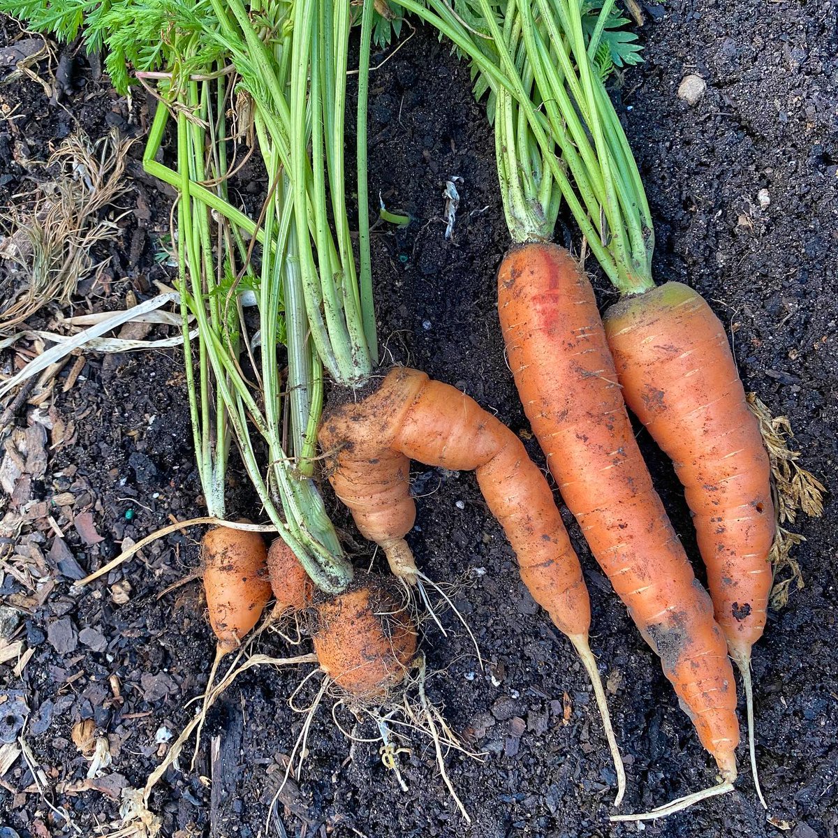 SeedsNow's tweet photo. Do you like your carrots straight as a ruler or a little "wonky"? 🥕🤪 Either way, you can't beat #homegrown...are we right?! 📸:@gardens_in_abundance

✴️ Start selecting your favorite #carrot varieties now for the next #planting season! https://t.co/4GZlbZmu6e 👍🥕🛒 https://t.co/kkojBxLFQn