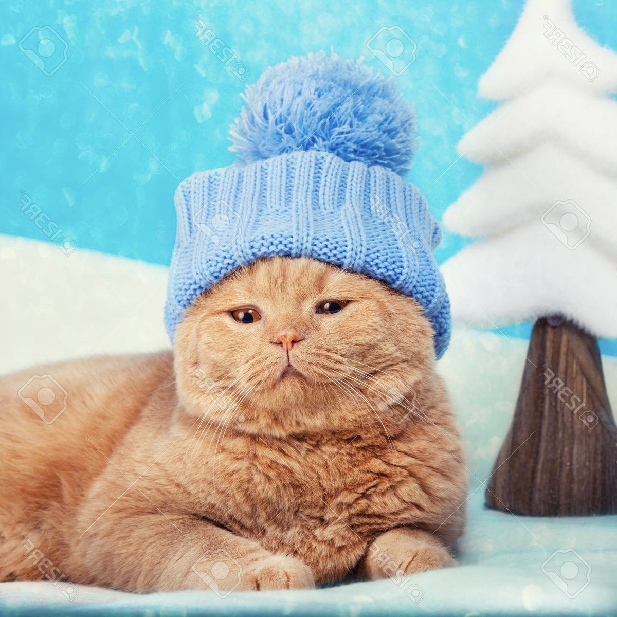 day 111 of jonny as small animals: cozy toewsy 2.0, kitty cat edition 