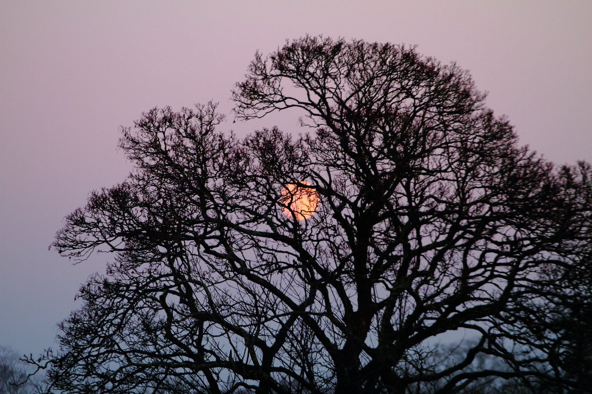 bsloan63's tweet photo. Weird light around and about today. #weirdlight @lomondtrossachs #goldenhour https://t.co/l0EsU5dvcw