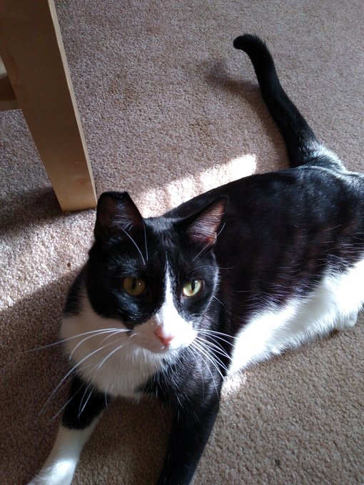 Happy Saturday everyone.  Most consider it Caturday.  So here's one of my cats. https://t.co/n9IZdOf<a href="/tag/mvsales"class="tags"><span>#mvsales</span></a>