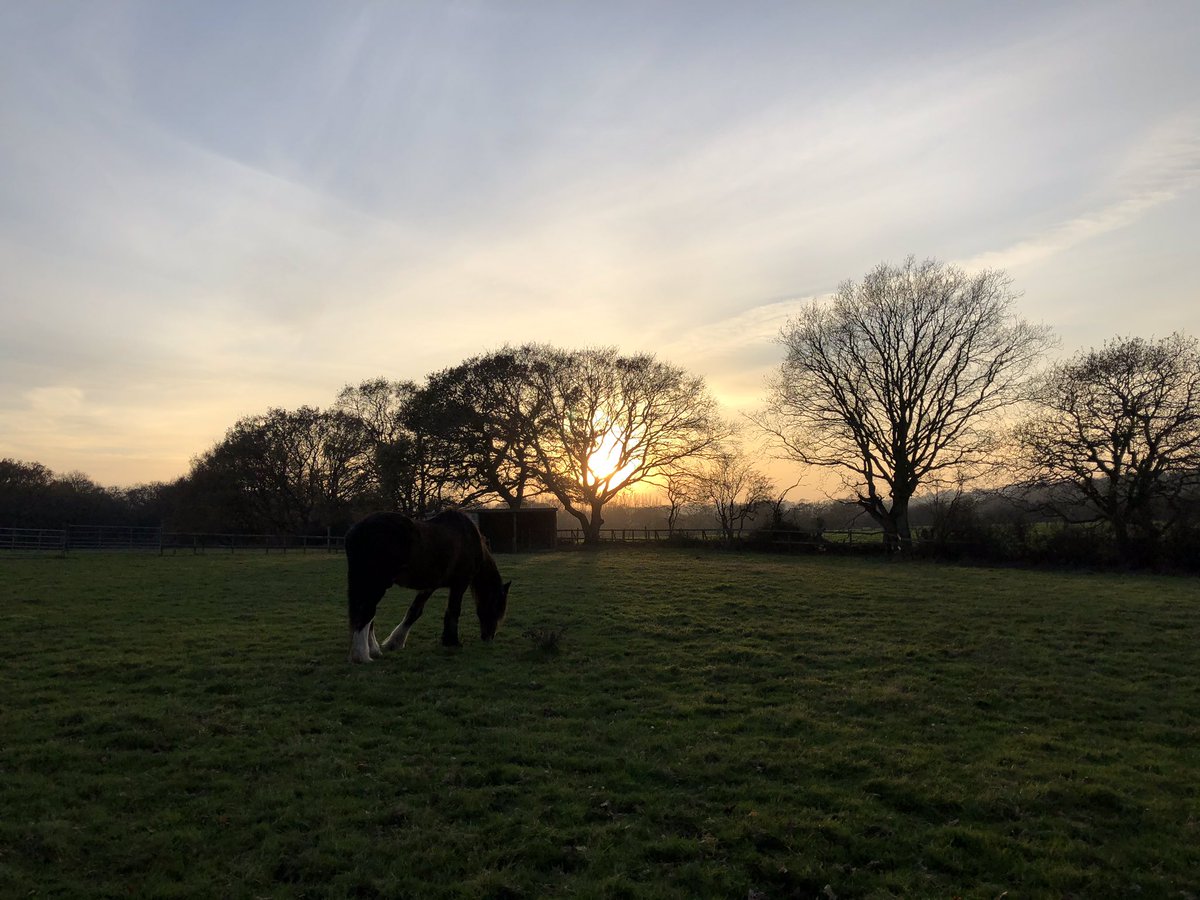 SiriusStar1963's tweet photo. Saturday at the stables.#Smallbrook #Ryde #horse #moon #trees #sunset #PureIslandHappiness #IOW #home π https://t.co/iYWzNUwKlj