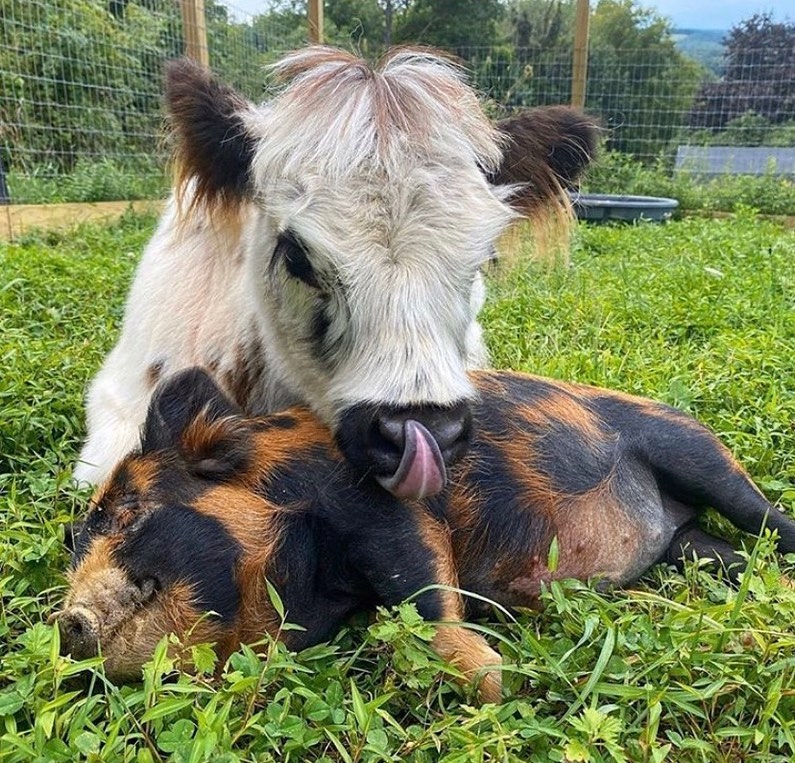 Fluffyroastery's tweet photo. Best buddies for life ❤️
.
📸 @hoovesandtails https://t.co/NaXExzV21Z