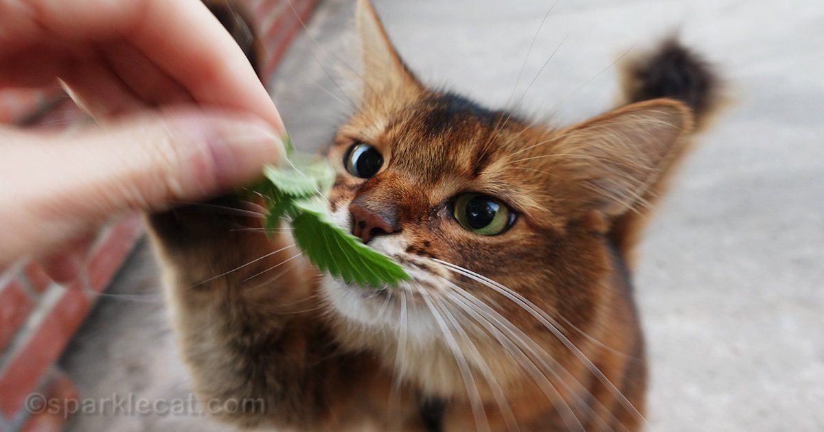 sparklecat's tweet image. Wow, my catnip garden really produced this year! I think I may be stoned: buff.ly/2HMzIBn #catnip #niphead #catsoftwitter