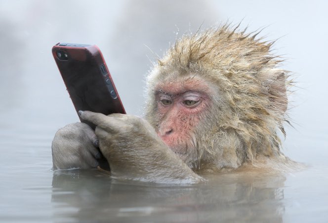 🏌🏽 tweet media