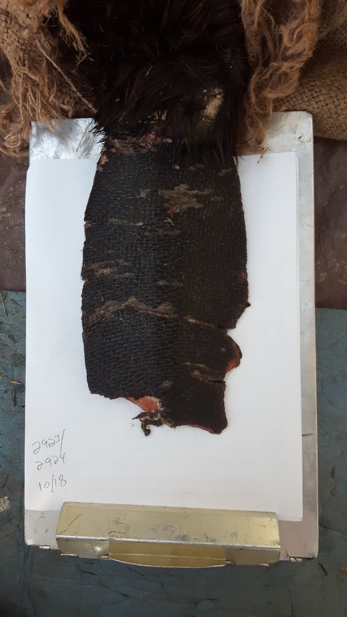 Here's a particularly gruesome one from Oct 2018 in Voyageurs Nat'l Park, on male Beaver 2923 which was super fresh and likely only days old. The bottom 1/3 of tail was completely gone, and the tear seen extending across middle of tail went down all the way to the spine.