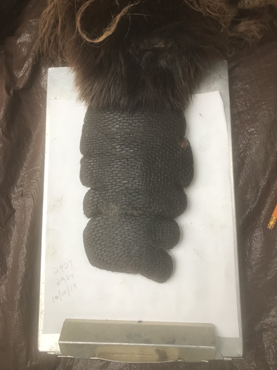 BUT, beavers are resilient little fuckers and having heavily scarred/damaged tails does not appear to be a big deal. Beaver 2923 was captured again in 2019 (photo) and 2020, & his tail was totally healed over. He was as equally large and angry as he was in 2018!