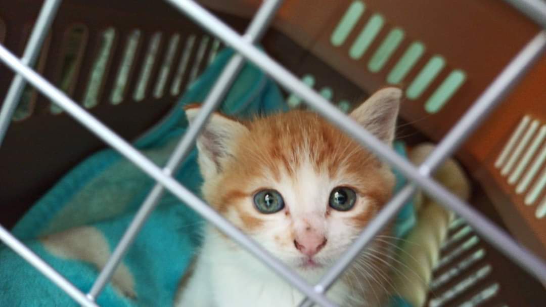ProteVagabundo's tweet photo. Necesitamos ayuda❗❗❗ Nala ha dado positiva y necesita una casita para ella solita
¿Nos ayudas? 🙏
637082394 https://t.co/MJ3OZshRaW