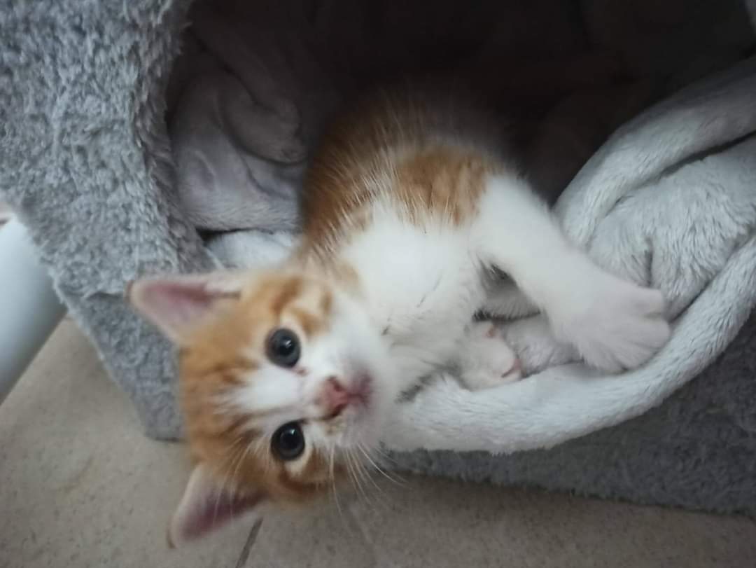 ProteVagabundo's tweet photo. Necesitamos ayuda❗❗❗ Nala ha dado positiva y necesita una casita para ella solita
¿Nos ayudas? 🙏
637082394 https://t.co/MJ3OZshRaW