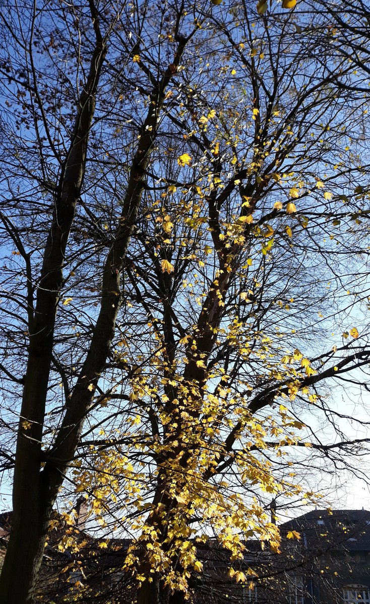 wikicatt's tweet photo. 🍁💚🍃🌼  #28novembre2020 
Bye  #November  
 #GoldWeekend 🧚‍♀️ https://t.co/YM9zU22Ub3