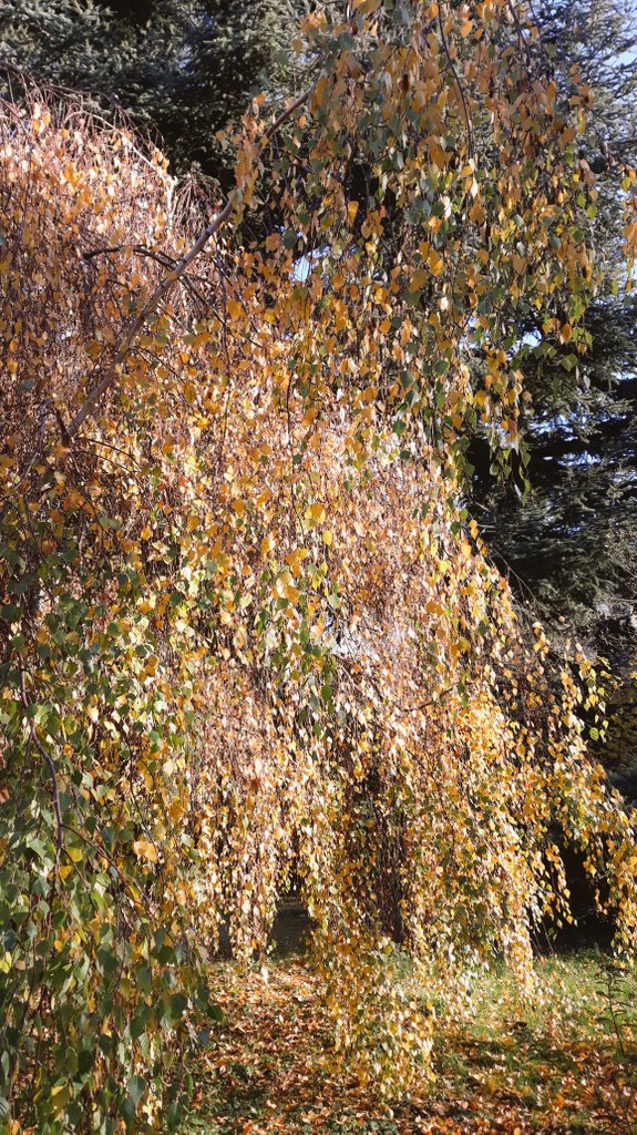 wikicatt's tweet photo. 🍁💚🍃🌼  #28novembre2020 
Bye  #November  
 #GoldWeekend 🧚‍♀️ https://t.co/YM9zU22Ub3