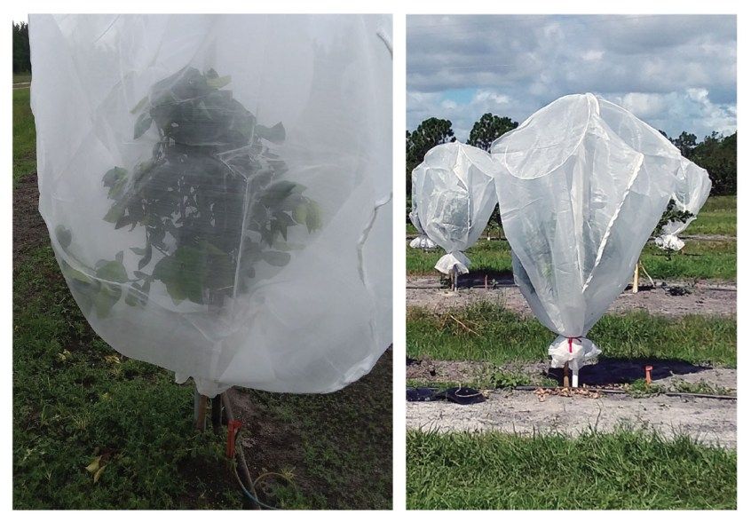 PolkBizBeat's tweet photo. Research update on individual protective covers for citrus trees, https://t.co/8AYbboiNmp. Good news -- it's in the bag! https://t.co/XipZO6f045