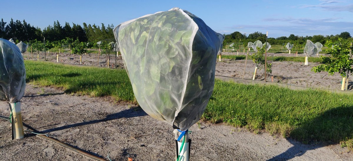 PolkBizBeat's tweet photo. Research update on individual protective covers for citrus trees, https://t.co/8AYbboiNmp. Good news -- it's in the bag! https://t.co/XipZO6f045