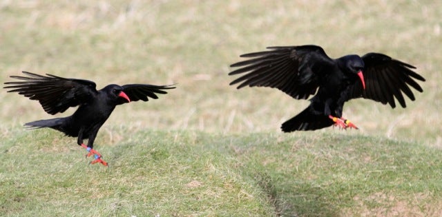 CherylMorrisW's tweet photo. ... of #Islay and #Colonsay there were fewer than 50 #BreedingPairs in 2018. The #birds are threatened simultaneously by lack of food- affecting first year survival- #parasites and low #GeneticDiversity. @nature_scot funded an emergency #SupplementaryFeeding programme... https://t.co/6EGeegPr7g